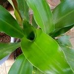 Dracaena arborea Blatt