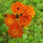 Pilosella guthnikiana Flower