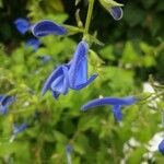 Salvia patensFlor