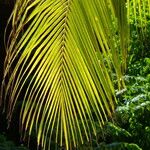 Cocos nucifera برگ