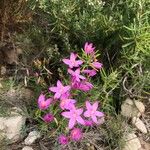 Centaurium littorale Kwiat