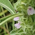 Meiosperma bracteatum Λουλούδι