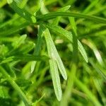 Ranunculus macrophyllus Leaf