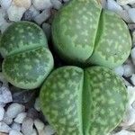 Lithops salicola Levél