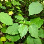 Hydrangea arborescens Листок