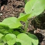 Nicotiana rustica Habitatea