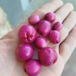 Syzygium paniculatum Fruit