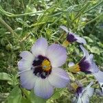 Gilia tricolor Bloem