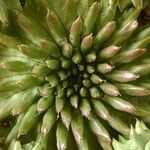 Euphorbia susannae Feuille
