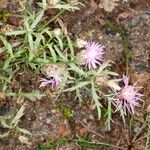 Centaurea deusta Yaprak
