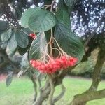 Cotoneaster glaucophyllus 叶