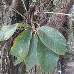 Ficus fulva 葉