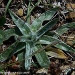 Plantago monosperma Blad