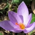 Crocus sativus Fula