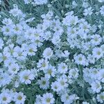 Cerastium biebersteinii Blüte