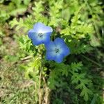 Nemophila menziesii 花