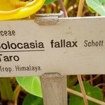 Colocasia fallax Outro