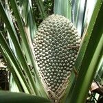 Pandanus clandestinus Fruto