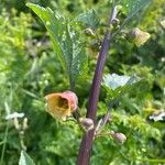 Scrophularia trifoliata Fula