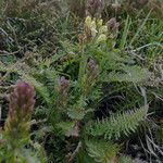 Pedicularis comosa 整株植物