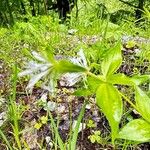 Asperula taurina Fleur