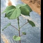 Gossypium hirsutum Hábito