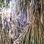 Pandanus furcatus Habitat