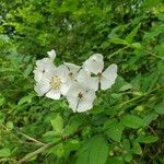 Rosa caninaFlor