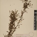 Phyllanthus clarkei Other