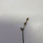 Carex echinata Flor