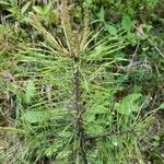 Pinus echinata Hoja