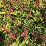 Bistorta amplexicaulis Floare