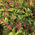 Bistorta amplexicaulis Flower