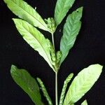 Justicia refractifolia Otro