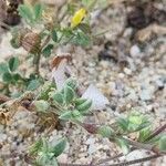 Silene sericea Leaf