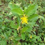 Corchorus orinocensis 整株植物