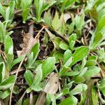 Antennaria neglecta Blad