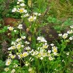 Erigeron strigosus Цвят