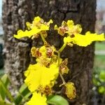 Gomesa bifolia Flower