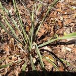 Yucca rupicola Habit