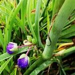 Tradescantia virginiana Flower