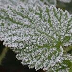 Urtica morifolia Feuille