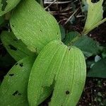 Polygonatum biflorum Φύλλο