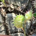 Onobrychis caput-galli Fruit