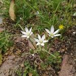 Ornithogalum divergens പുഷ്പം