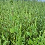 Iva annua Fuelha