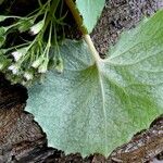 Petasites albus Leaf