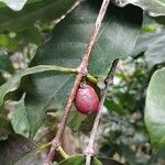 Coffea arabica Fruit