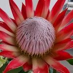 Protea cynaroidesBlomst