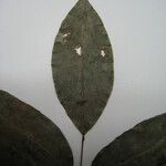 Protium spruceanum Ostatní
